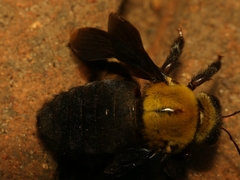 Xylocopa ruficornis