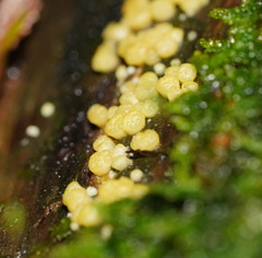 Trichoderma gelatinosum