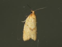 Clepsis therina
