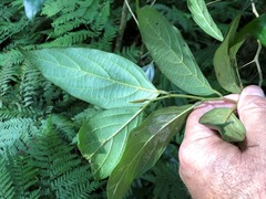 Alangium polyosmoides tomentosum