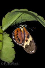Heliconiini