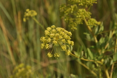 Heteromorpha involucrata