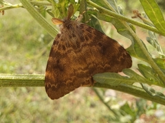Lymantria ampla