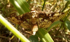 Omphisa anastomosalis
