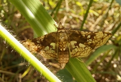 Omphisa anastomosalis