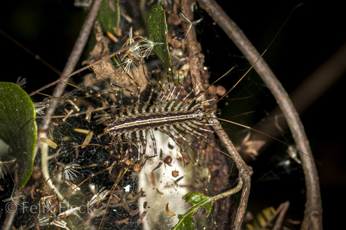 Sphendononema guildingii image