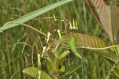 Riocreuxia torulosa
