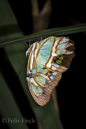 Nymphalinae image