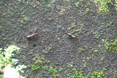 Nesogaster amoenus