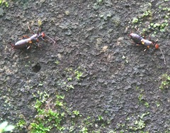 Nesogaster amoenus