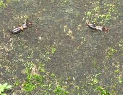 Nesogaster amoenus