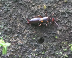 Nesogaster amoenus