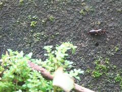 Nesogaster amoenus