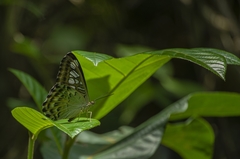 Parthenos sylvia