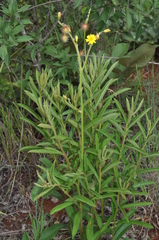 Triumfetta welwitschii