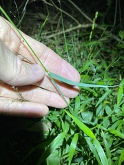 Echinopogon nutans