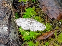 Paradarisa consonaria