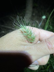 Echinopogon nutans