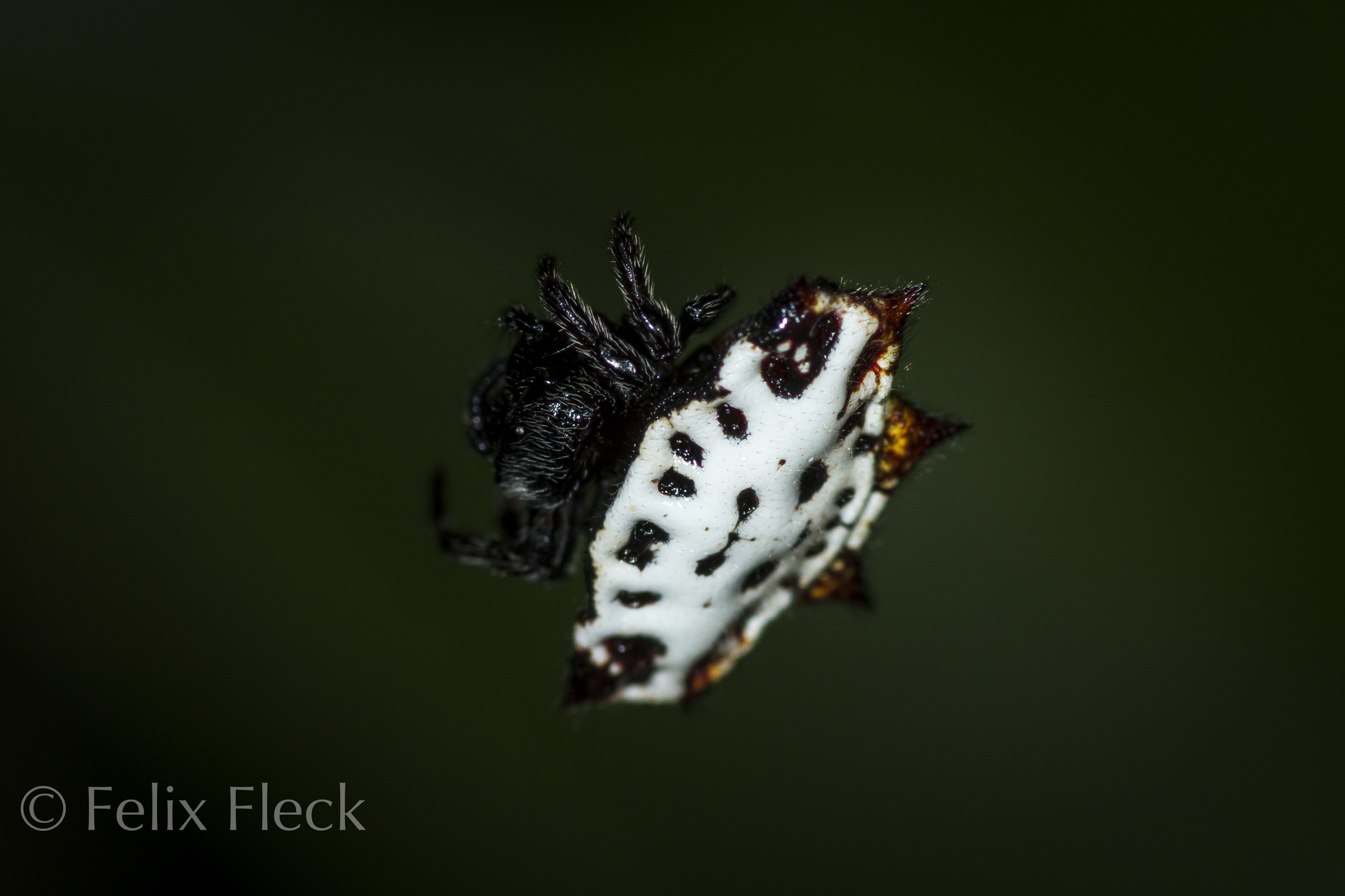 Gasteracantha cancriformis image