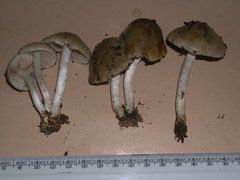 Psathyloma leucocarpum