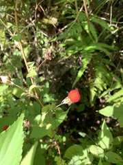 Rubus hirsutus