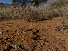 Suta nigriceps