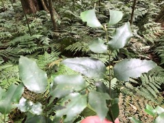 Daphnandra micrantha