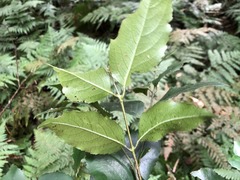 Daphnandra micrantha