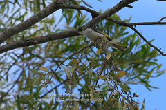 Grantiella picta