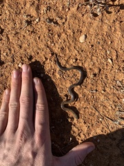 Suta nigriceps