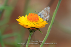 Theclinesthes miskini