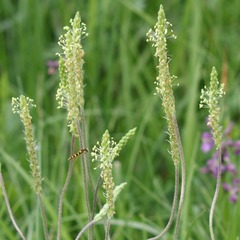 Plantago holosteum