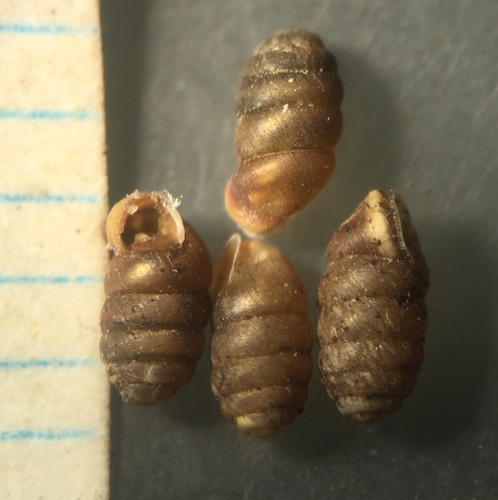 Pupilla blandi observed 2018-01-08
