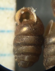 Pupilla blandii