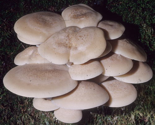 Hypsizygus marmoreus (Peck) H.E.Bigelow