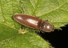 Athous haemorrhoidalis