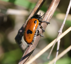 Clytra quadripunctata