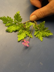 Geranium robertianum