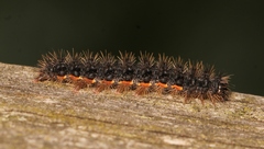 Eilema lurideola