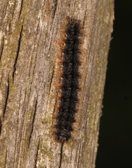 Eilema lurideola
