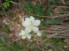 Thalictrum tuberosum