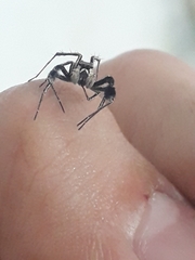 Portia albimana