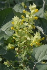 Rhinanthus freynii