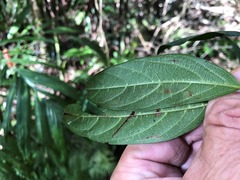 Alangium villosum
