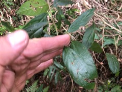 Alangium villosum