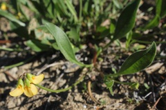 Scorpiurus muricatus