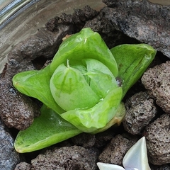 Haworthia cymbiformis