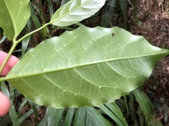 Pennantia cunninghamii