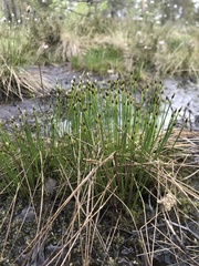 Eleocharis quinqueflora