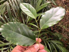 Pennantia cunninghamii